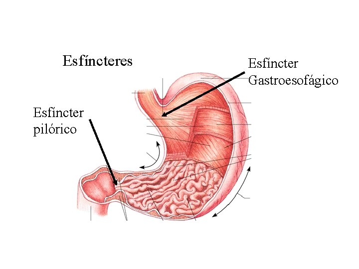 Anatomia do Estômago Esfíncteres Esfíncter pilórico Esfíncter Gastroesofágico 