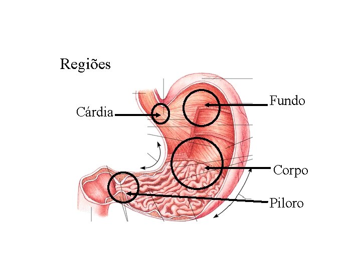 Anatomia do Estômago Regiões Cárdia Fundo Corpo Piloro 