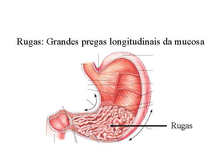 Anatomia do Estômago Rugas: Grandes pregas longitudinais da mucosa Rugas 