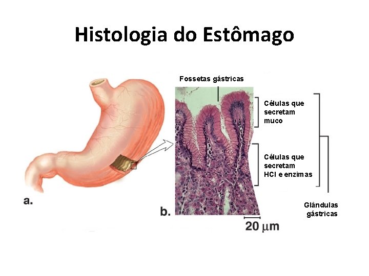 Histologia do Estômago Fossetas gástricas Células que secretam muco Células que secretam HCl e