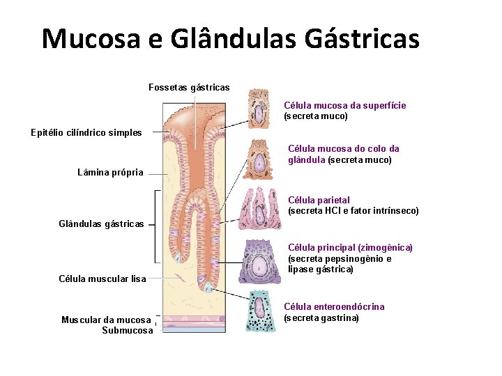 Mucosa e Glândulas Gástricas Fossetas gástricas Célula mucosa da superfície (secreta muco) Epitélio cilíndrico