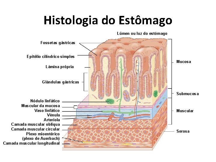 Histologia do Estômago Lúmen ou luz do estômago Fossetas gástricas Epitélio cilíndrico simples Mucosa
