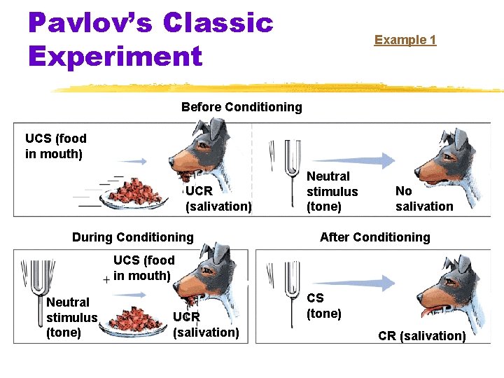 Pavlov’s Classic Experiment Example 1 Before Conditioning UCS (food in mouth) UCR (salivation) During