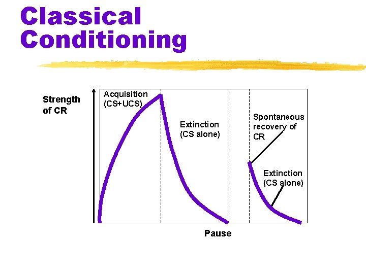 Classical Conditioning Strength of CR Acquisition (CS+UCS) Extinction (CS alone) Spontaneous recovery of CR