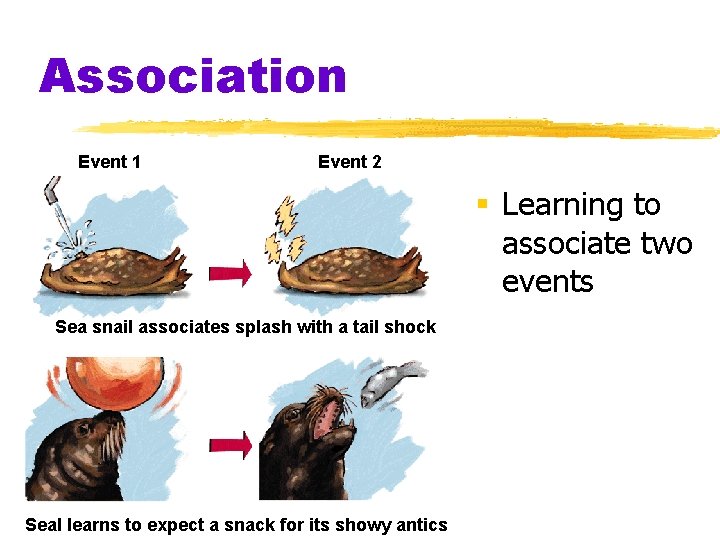 Association Event 1 Event 2 § Learning to associate two events Sea snail associates
