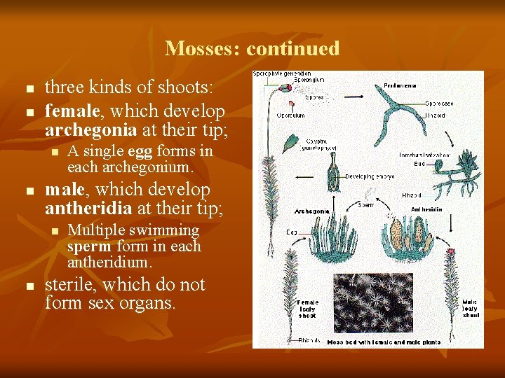 Mosses: continued n n three kinds of shoots: female, which develop archegonia at their