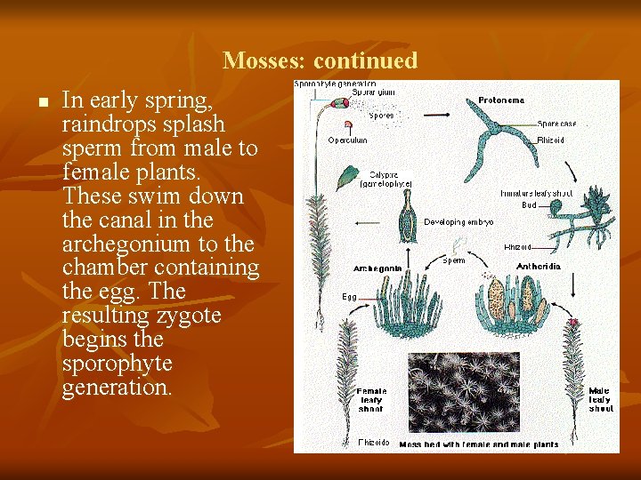 Mosses: continued n In early spring, raindrops splash sperm from male to female plants.
