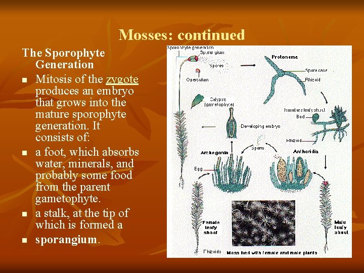 Mosses: continued The Sporophyte Generation n Mitosis of the zygote produces an embryo that