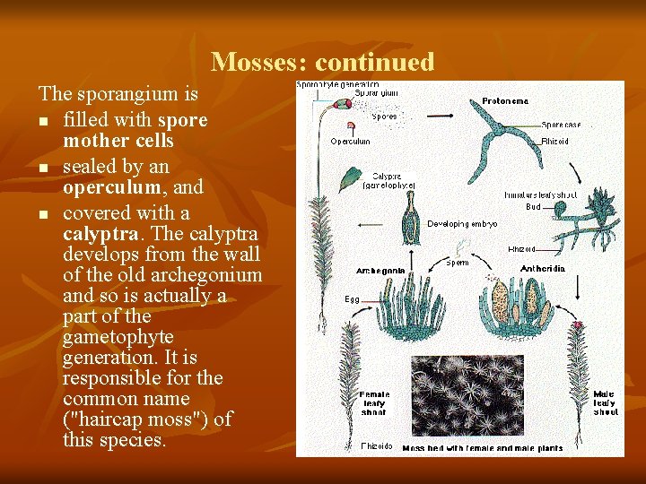 Mosses: continued The sporangium is n filled with spore mother cells n sealed by