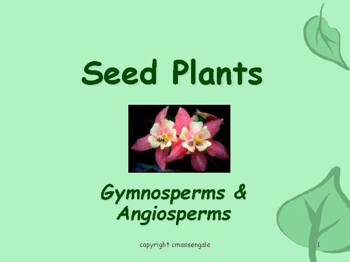 Seed Plants Gymnosperms & Angiosperms copyright cmassengale 1 