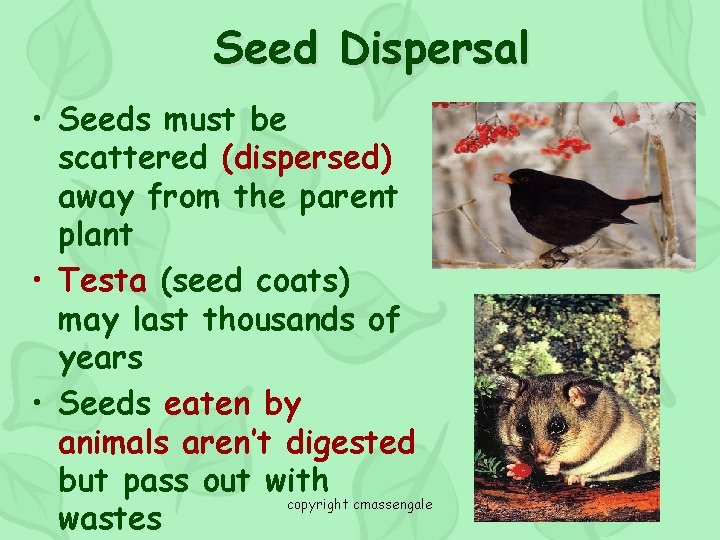Seed Dispersal • Seeds must be scattered (dispersed) away from the parent plant •
