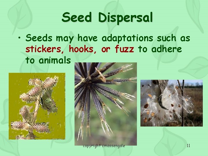 Seed Dispersal • Seeds may have adaptations such as stickers, hooks, or fuzz to