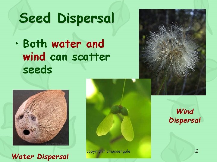 Seed Dispersal • Both water and wind can scatter seeds Wind Dispersal Water Dispersal
