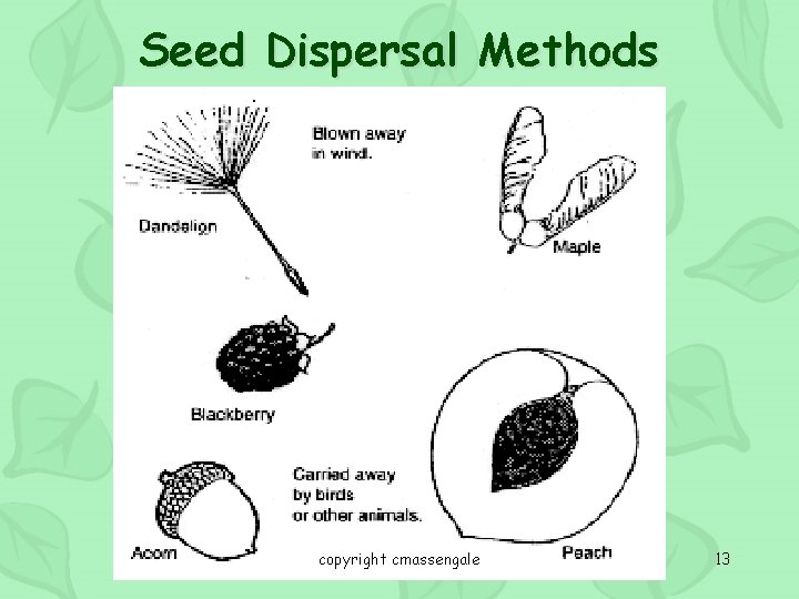 Seed Dispersal Methods copyright cmassengale 13 