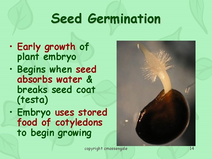 Seed Germination • Early growth of plant embryo • Begins when seed absorbs water
