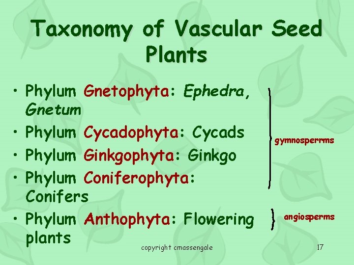 Taxonomy of Vascular Seed Plants • Phylum Gnetophyta: Ephedra, Gnetum • Phylum Cycadophyta: Cycads