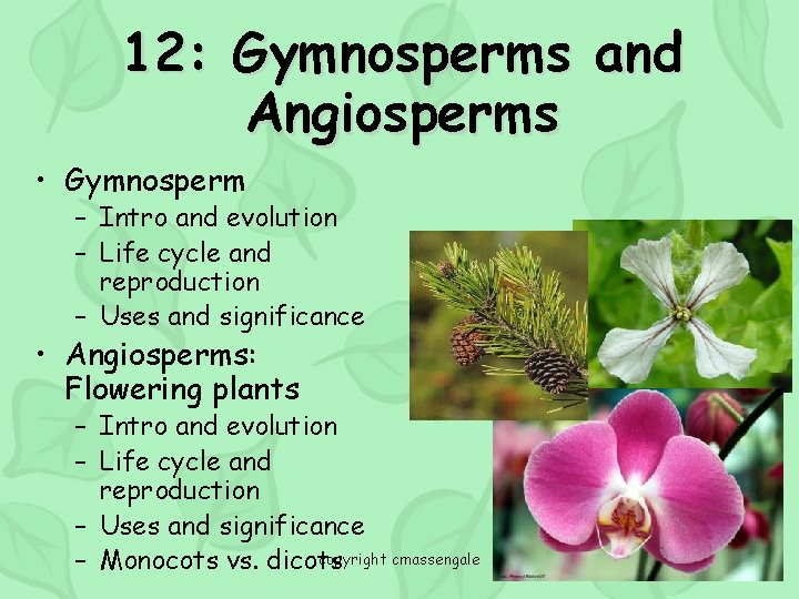 12: Gymnosperms and Angiosperms • Gymnosperm – Intro and evolution – Life cycle and