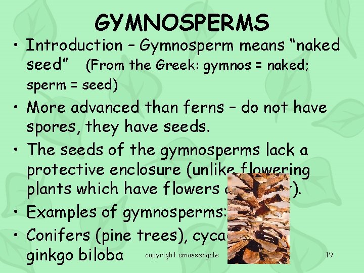 GYMNOSPERMS • Introduction – Gymnosperm means “naked seed” (From the Greek: gymnos = naked;