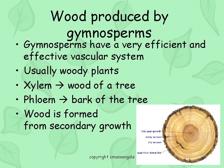 Wood produced by gymnosperms • Gymnosperms have a very efficient and effective vascular system