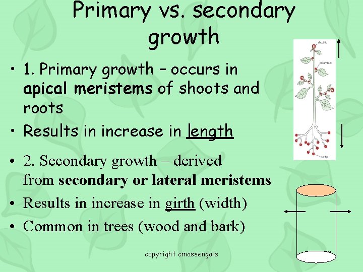 Primary vs. secondary growth • 1. Primary growth – occurs in apical meristems of