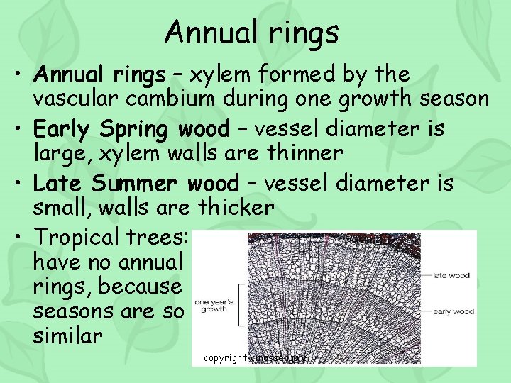 Annual rings • Annual rings – xylem formed by the vascular cambium during one