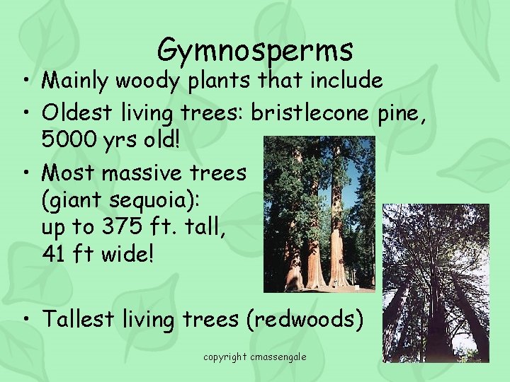 Gymnosperms • Mainly woody plants that include • Oldest living trees: bristlecone pine, 5000
