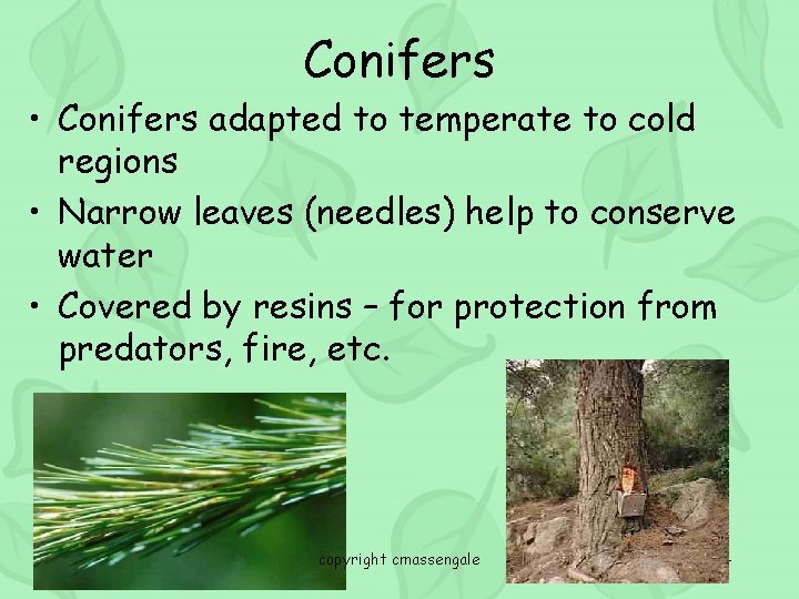 Conifers • Conifers adapted to temperate to cold regions • Narrow leaves (needles) help