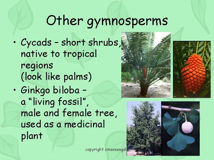 Other gymnosperms • Cycads – short shrubs, native to tropical regions (look like palms)