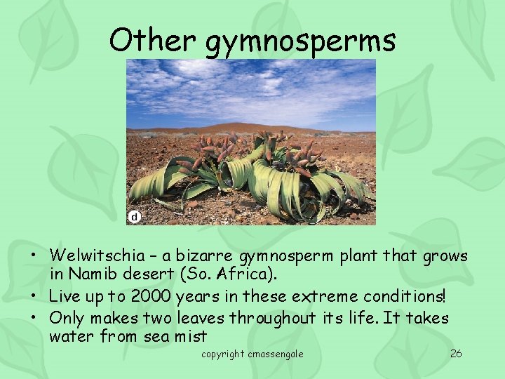 Other gymnosperms • Welwitschia – a bizarre gymnosperm plant that grows in Namib desert