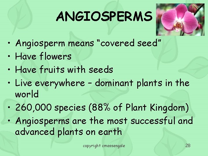 ANGIOSPERMS • • Angiosperm means “covered seed” Have flowers Have fruits with seeds Live