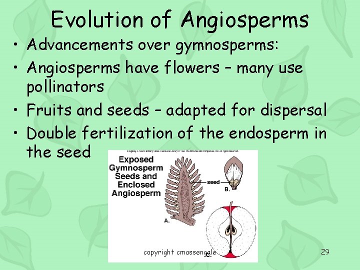 Evolution of Angiosperms • Advancements over gymnosperms: • Angiosperms have flowers – many use