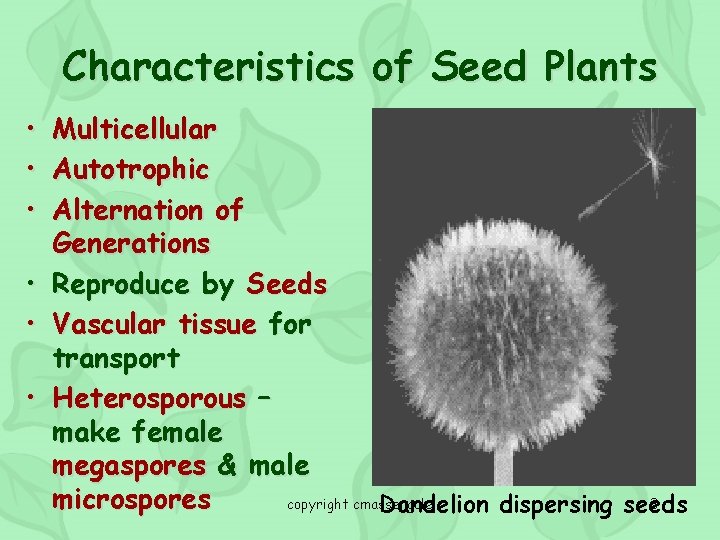 Characteristics of Seed Plants • • • Multicellular Autotrophic Alternation of Generations Reproduce by