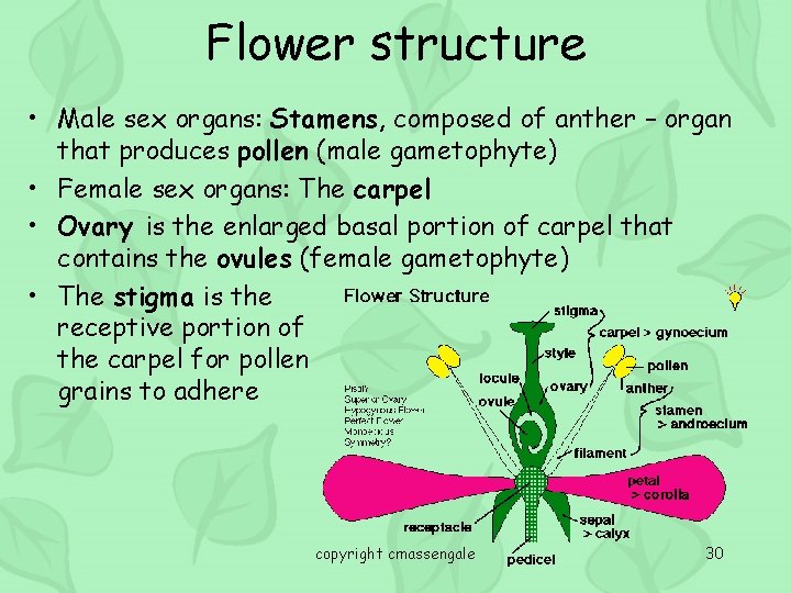 Flower structure • Male sex organs: Stamens, composed of anther – organ that produces