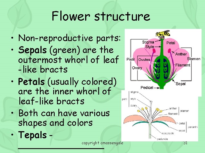 Flower structure • Non-reproductive parts: • Sepals (green) are the outermost whorl of leaf