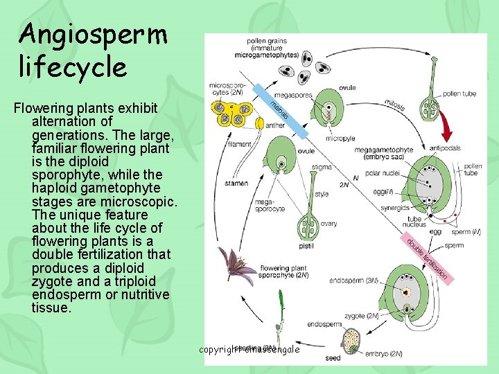 Angiosperm lifecycle Flowering plants exhibit alternation of generations. The large, familiar flowering plant is