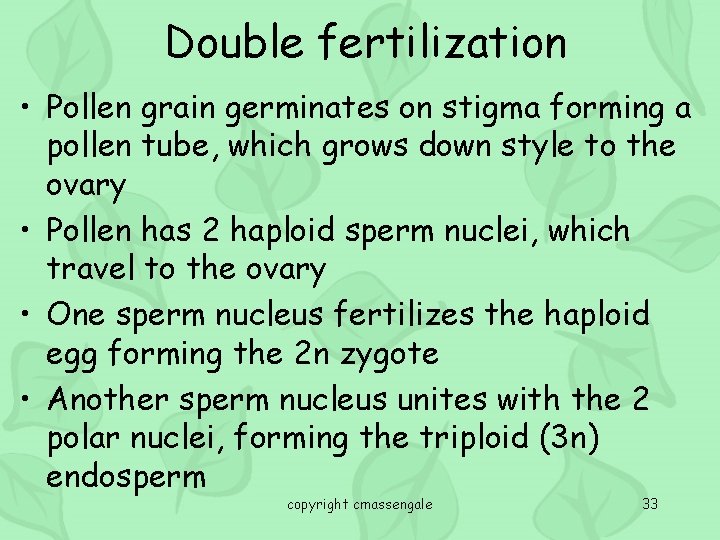 Double fertilization • Pollen grain germinates on stigma forming a pollen tube, which grows