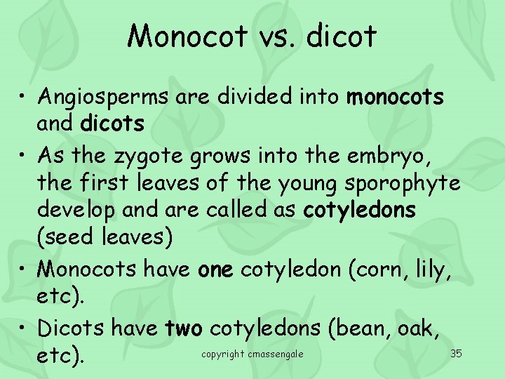 Monocot vs. dicot • Angiosperms are divided into monocots and dicots • As the