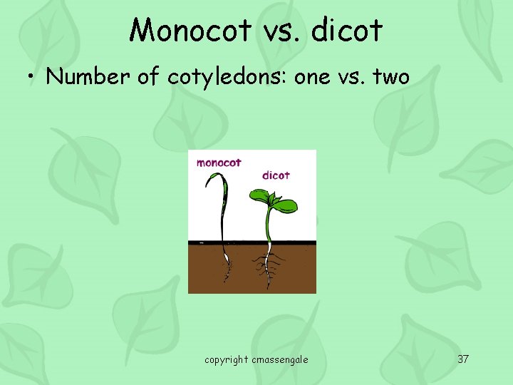 Monocot vs. dicot • Number of cotyledons: one vs. two copyright cmassengale 37 