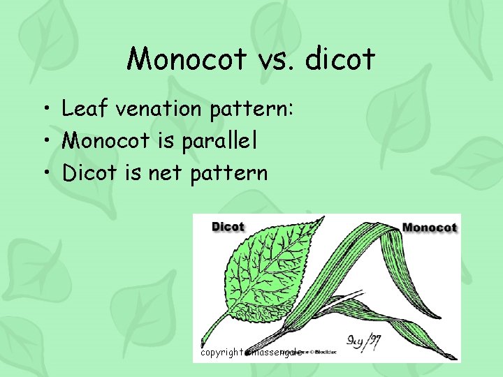 Monocot vs. dicot • Leaf venation pattern: • Monocot is parallel • Dicot is