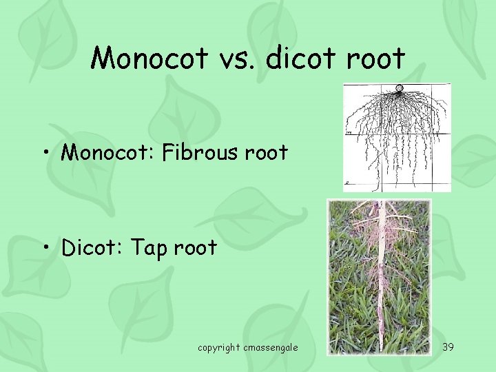 Monocot vs. dicot root • Monocot: Fibrous root • Dicot: Tap root copyright cmassengale