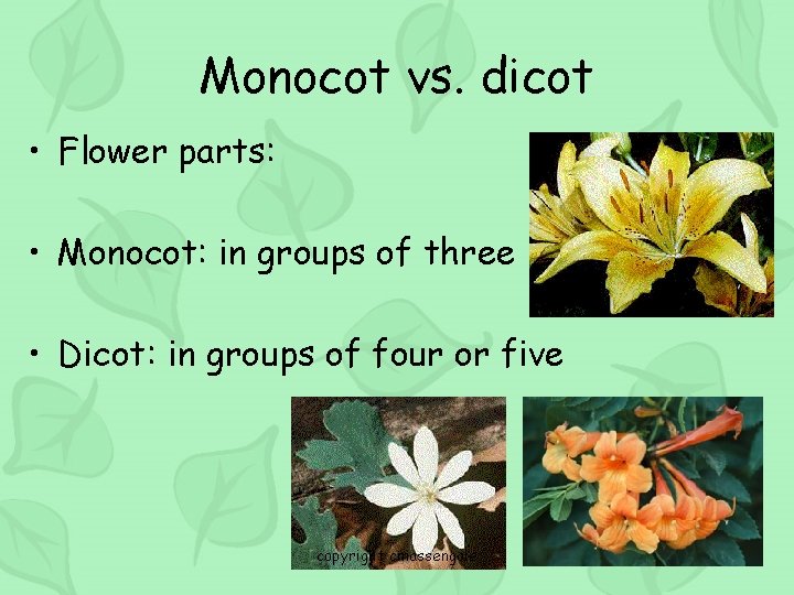 Monocot vs. dicot • Flower parts: • Monocot: in groups of three • Dicot: