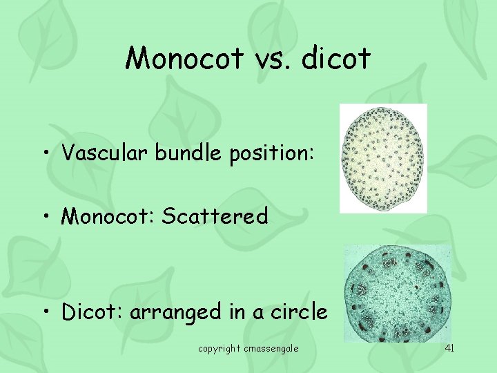 Monocot vs. dicot • Vascular bundle position: • Monocot: Scattered • Dicot: arranged in