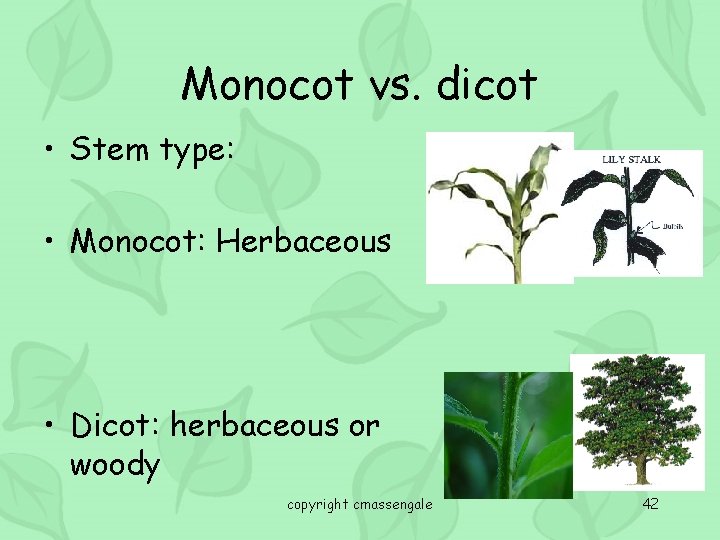 Monocot vs. dicot • Stem type: • Monocot: Herbaceous • Dicot: herbaceous or woody
