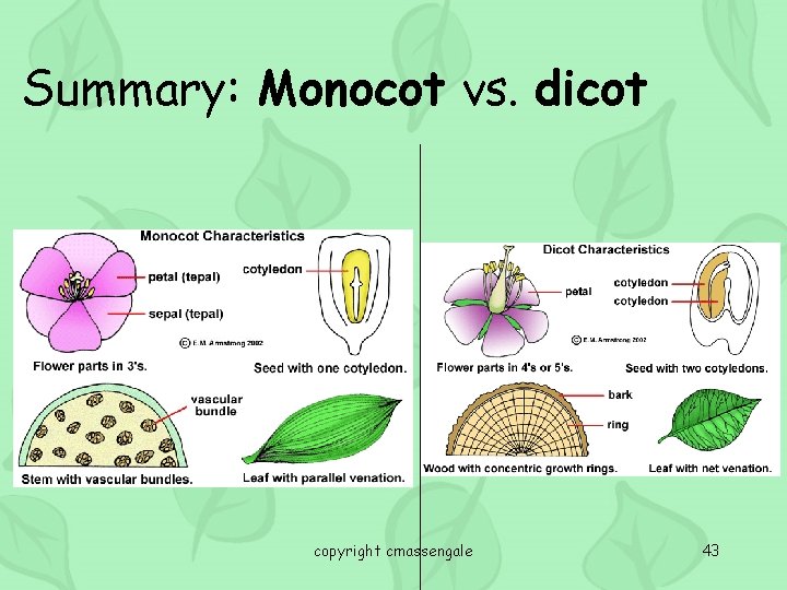 Summary: Monocot vs. dicot copyright cmassengale 43 