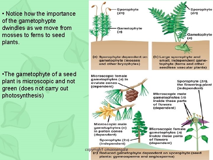  • Notice how the importance of the gametophypte dwindles as we move from