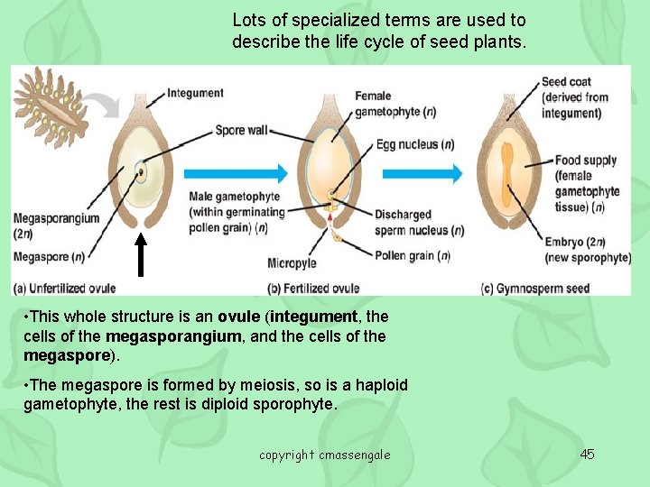 Lots of specialized terms are used to describe the life cycle of seed plants.