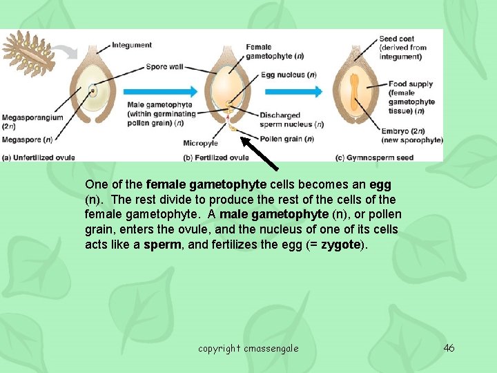 One of the female gametophyte cells becomes an egg (n). The rest divide to