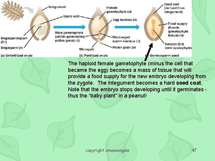 The haploid female gametophyte (minus the cell that became the egg) becomes a mass