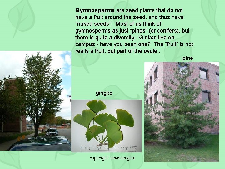 Gymnosperms are seed plants that do not have a fruit around the seed, and