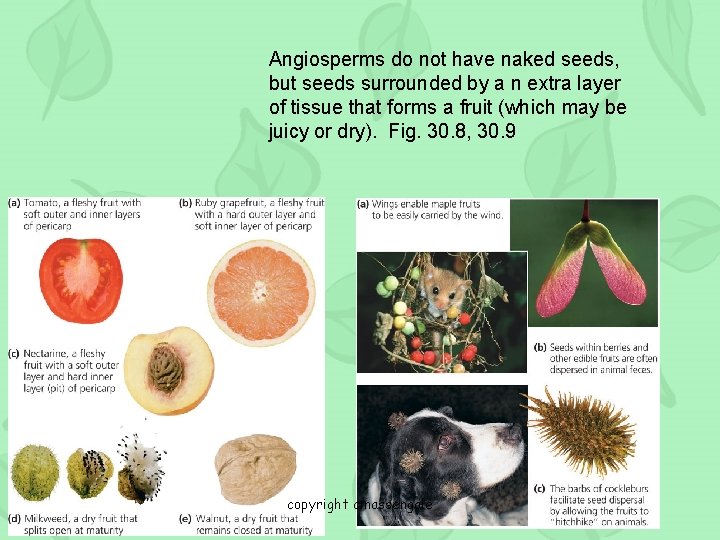 Angiosperms do not have naked seeds, but seeds surrounded by a n extra layer